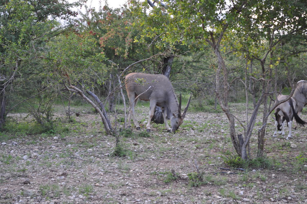 Etotongwe Lodge Outjo Buitenkant foto